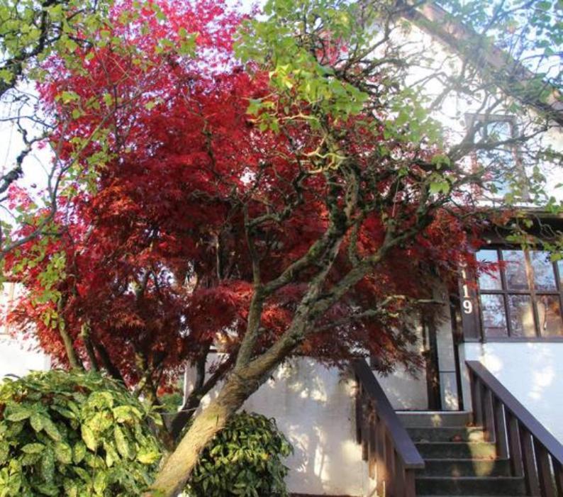 Danny's house in Vancouver West Extérieur photo